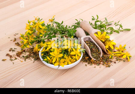 Getrocknete und frische, blühende Johanniskraut Stockfoto