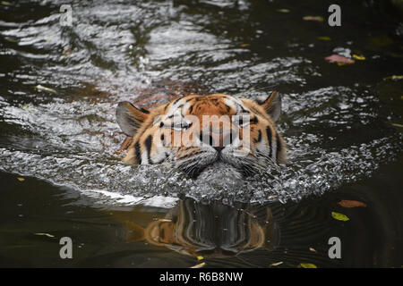 Sibirische Amur tiger schwimmen im Wasser Stockfoto