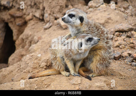 Close up Portrait von erdmännchen Familie Weg suchen Stockfoto