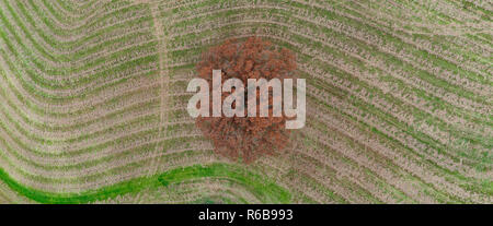 Herbst Eiche Antenne der gemähten Feld, Milford, Michigan Stockfoto