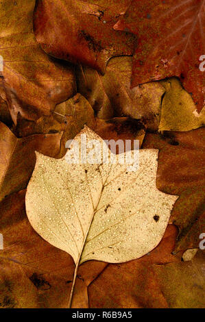 Suburban Tulpenbaum (Liriodendron tulipifera) nach Regen, Sterling Heights, Metro Detroit Area, Macomb County, Michigan, USA Stockfoto