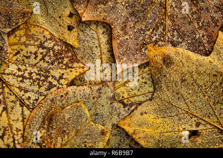 Suburban Tulpenbaum (Liriodendron tulipifera) nach Regen, Sterling Heights, Metro Detroit Area, Macomb County, Michigan, USA Stockfoto
