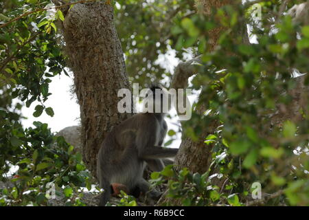 Südliche hanuman Langur in Yala National Park in Sri Lanka Stockfoto