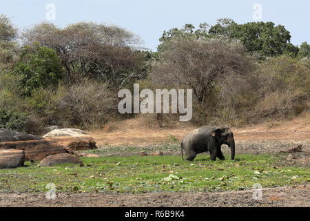 Wilde Elefanten in Yala National Park Sri Lanka Stockfoto