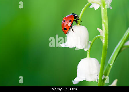 Marienkäfer Insekt setzt sich auf eine Blume einer Lilie des Tales Stockfoto