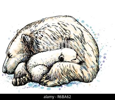 Mit Polar Bear Cub von einem Splash von Aquarell, handgezeichnete Skizze Stock Vektor