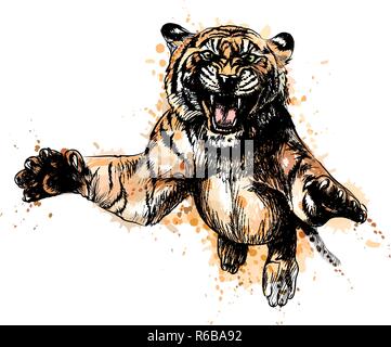 Porträt eines Tiger springen von einem Schuss Aquarell Stock Vektor