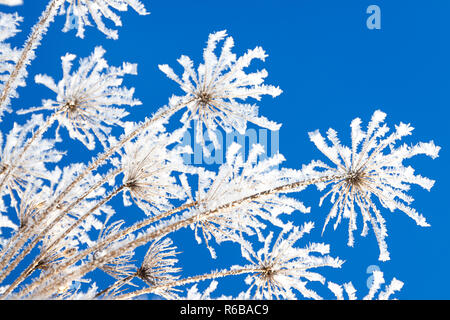 Abstrakte Blumen in Frost am blauen Himmel Hintergrund. Die Zweigniederlassungen der trockenen Pflanzen sind im Winter mit Schnee bedeckt. Stockfoto