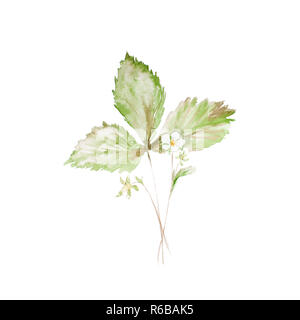 Botanische aquarell Abbildung: Skizze der Erdbeere mit Blumen und grüne Blätter isoliert gemalten Kräutern auf weißem Hintergrund Stockfoto