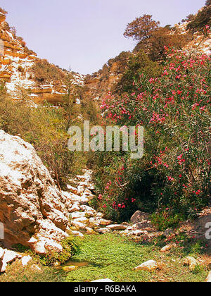 Oleander wächst über einen Pool am Eingang der Avakas Schlucht, Paphos, Zypern Stockfoto