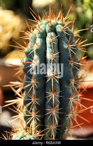 Echinocereus Triglochidiatus Engelm im Garten unter der Sonne Stockfoto