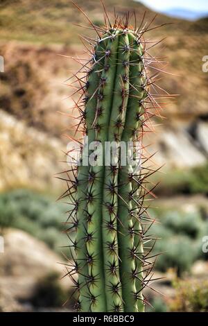 Echinocereus Triglochidiatus Engelm im Garten unter der Sonne Stockfoto