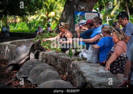 Schildkröten im Nationalpark, auf der Insel La Digue Island Anse Source D'Argent Seychellen. Seychellen Riesenschildkröte, Aldabran Riesenschildkröte, Aldabra Riese Stockfoto
