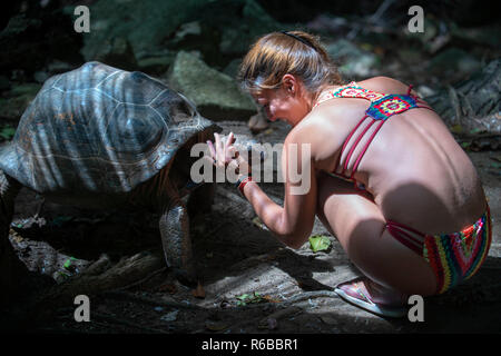 Schildkröten im Nationalpark auf Moyenne Island Anse Source D'Argent Seychellen. Seychellen Riesenschildkröte, Aldabran Riesenschildkröte, Riesenschildkröte Stockfoto