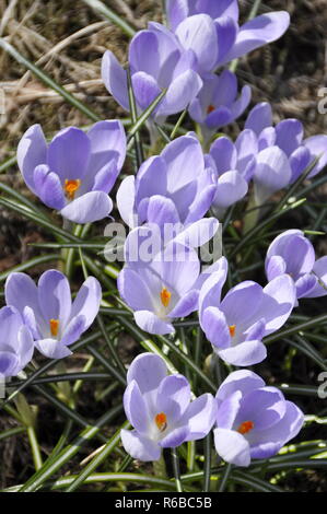 Gruppe von lila Krokusse blühen im Frühjahr Stockfoto