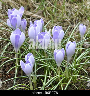 Gruppe von lila Krokusse blühen im Frühjahr Stockfoto