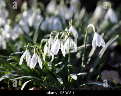 Blüte Schneeglöckchen Galanthus nivalis im frühen Frühjahr Stockfoto