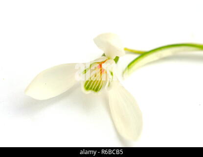 Blüte Schneeglöckchen Galanthus nivalis auf weißem Hintergrund Stockfoto