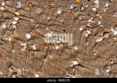 Die steigenden Fluten und fließendes Wasser Deckel weiss und braun Nordsee Muscheln auf sandigen Boden. Typische Strand Szene an der niederländischen Küste für Hintergrund oder Dynam Stockfoto