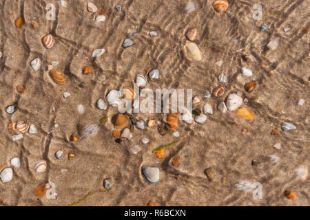 Die steigenden Fluten und fließendes Wasser Deckel weiss und braun Nordsee Muscheln auf sandigen Boden. Typische Strand Szene an der niederländischen Küste für Hintergrund oder Dynam Stockfoto