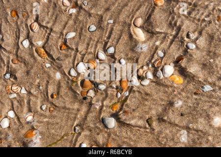 Die steigenden Fluten und fließendes Wasser Deckel weiss und braun Nordsee Muscheln auf sandigen Boden. Typische Strand Szene an der niederländischen Küste für Hintergrund oder Dynam Stockfoto
