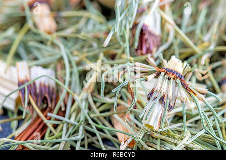 Der Pferdeschwanz, Equisetum Arvense, Heilpflanzen Stockfoto