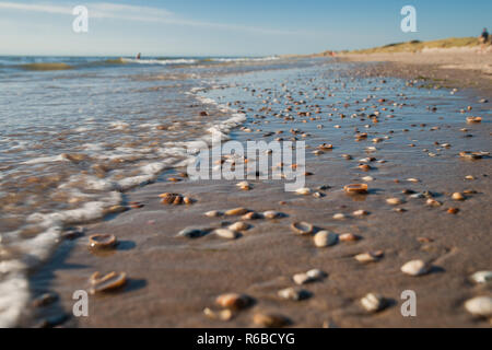Die steigenden Fluten und fließendes Wasser Deckel weiss und braun Nordsee Muscheln auf sandigen Boden. Typische Strand Szene an der niederländischen Küste für Hintergrund oder Dynam Stockfoto