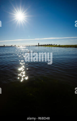 Niedrige Position mit ruhigem Wasser und Algen Felsen bedeckt. Möwen auf Steinerne Meer und Sonne für Hintergrundbeleuchtung Foto Stockfoto