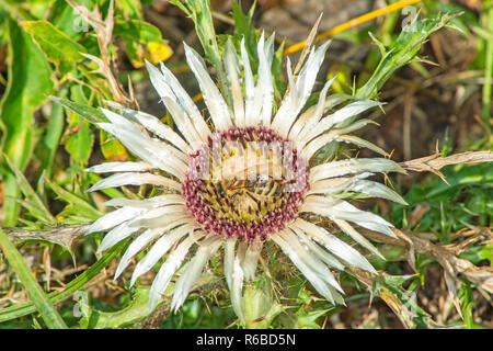 Silberdistel, Carlina Vulgaris Stockfoto