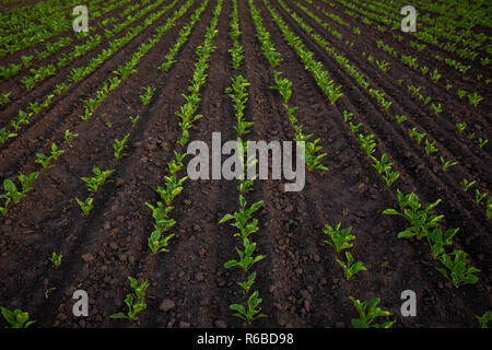 Junge rote Beete Pflanzen auf Erde Stockfoto