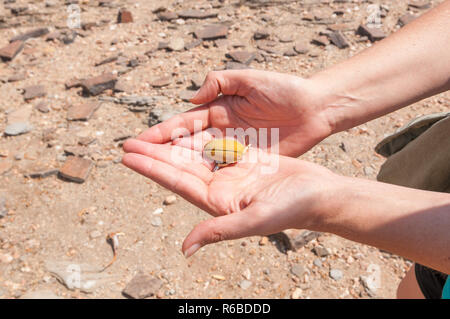 Der köcherbaum oder köcherbaum Frucht auf eine Frau Hand, Aloidendron dichotomum, in der Nähe von C14, Namibia Stockfoto