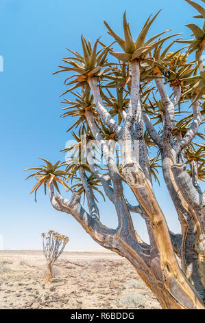 Der köcherbaum oder köcherbaum, Aloidendron dichotomum, in der Nähe von C14, Namibia Stockfoto