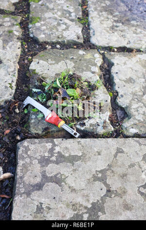 Jäten zwischen den Spalten in einer Steinplatte Terrasse. Stockfoto