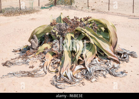 Riesige Welwitschia, Welwitschia mirabilis, Namib Naukluft Park, Namibia Stockfoto