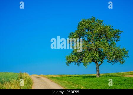 Baum auf eine Weise mit einem blauen Himmel Stockfoto