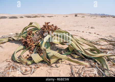 Riesige Welwitschia, Welwitschia mirabilis, Namib Naukluft Park, Namibia Stockfoto