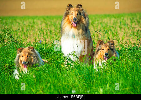 Gruppe von drei Collie Hunde Stockfoto