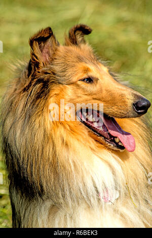 American, männlich, reinrassiger Collie Hund Stockfoto