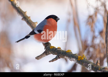 Eurasischen Gimpel (Pyrrhula pyrrhula, männlich) sitzt auf einem Ast mit Flechten in einer Lichtung im Winter Forest Park bedeckt. Stockfoto