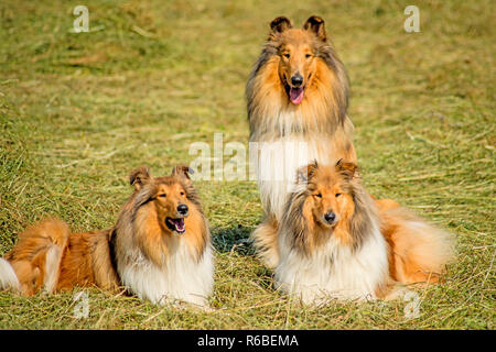 Gruppe von drei Collie Hunde Stockfoto