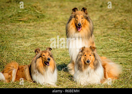 Gruppe von drei Collie Hunde Stockfoto