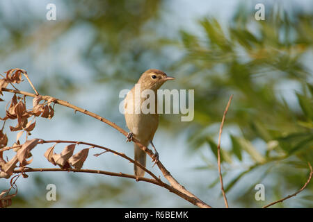 Marsh Warbler (Acrocephalus palustris) sitzt auf einem trockenen Zweig einer Trauerweide mitten im Sommer Wiese. Stockfoto