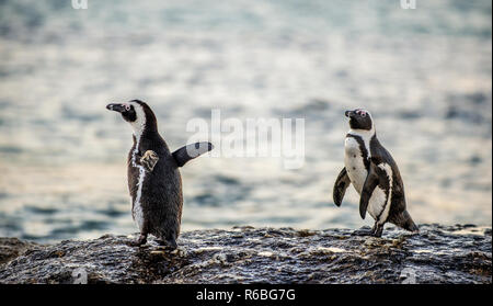 Die afrikanische Pinguine auf der steinigen Ufer in der Dämmerung Abend mit Sonnenuntergang Himmel. Wissenschaftlicher Name: Spheniscus demersus Jackass Pinguin, oder Schwarz-füßiges Pen Stockfoto