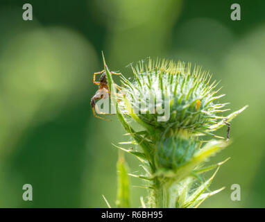 Spider auf Thistle Stockfoto