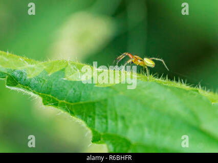 Cucumber Green Spider auf grünem Blatt Stockfoto