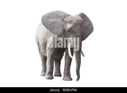 Afrikanischer Elefant, isoliert auf weißem Hintergrund Stockfoto