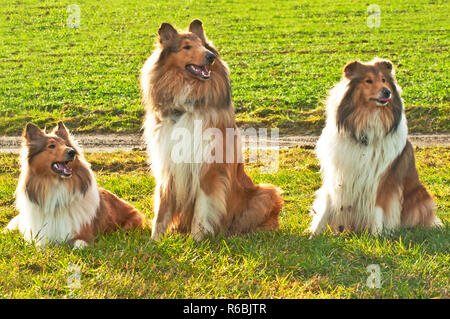 Amerikanische und britische Collie Hunde Stockfoto