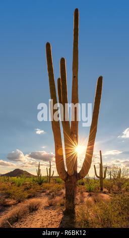 Saguaro-Kaktus bei Sonnenuntergang Stockfoto