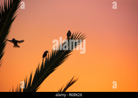 Sparrow auf den Zweigen der Palmen tummeln. Santa Ponsa, Mallorca, Spanien. Stockfoto