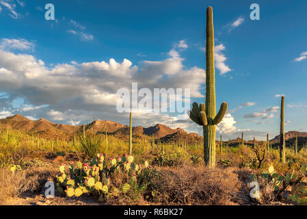 Saguaro Kaktus im Saguaro National Park Stockfoto